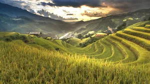 绿色梯田风景图片_2
