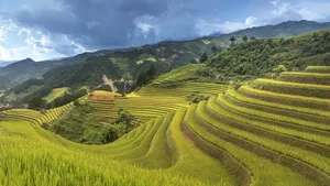 绿色梯田风景图片_3