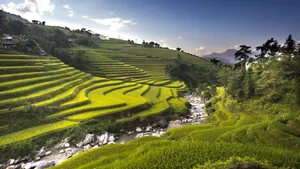 绿色梯田风景图片_4