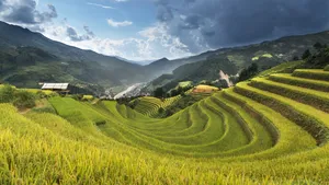 绿色梯田风景图片_5