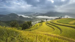 绿色梯田风景图片_6