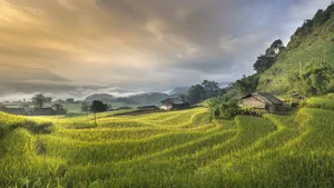 绿色梯田风景图片_7