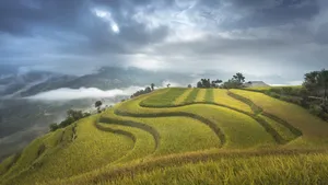 绿色梯田风景图片_8