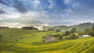 绿色梯田风景图片_9