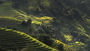 绿色梯田风景图片_10