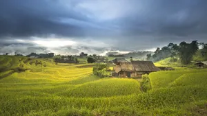 绿色梯田风景图片_11