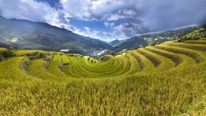 绿色梯田风景图片_12