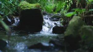 森林山间溪流图片_10