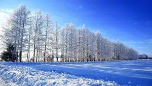 唯美雪景图片大全壁纸_11