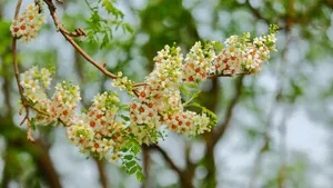 文冠果花图片_2