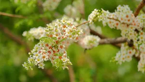 文冠果花图片_3