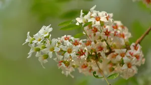 文冠果花图片_5