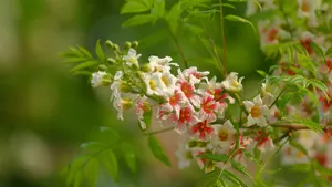 文冠果花图片_6
