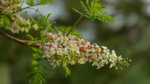 文冠果花图片_7