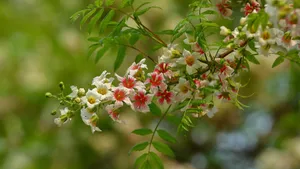 文冠果花图片_8