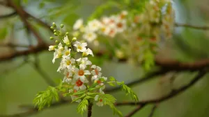 文冠果花图片_9