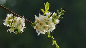 文冠果花图片_10