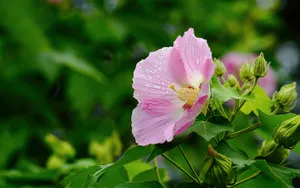 芙蓉花图片大全大图_2
