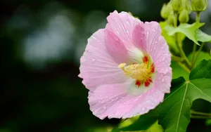 芙蓉花图片大全大图_3