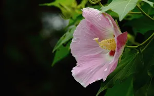 芙蓉花图片大全大图_4