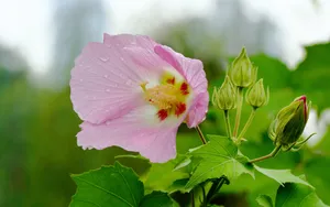 芙蓉花图片大全大图_5