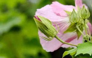 芙蓉花图片大全大图_6
