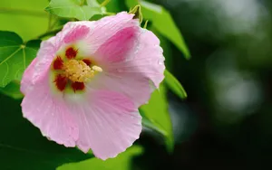 芙蓉花图片大全大图_7