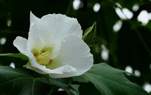 芙蓉花图片大全大图_8