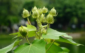 芙蓉花图片大全大图_9