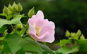 芙蓉花图片大全大图_10