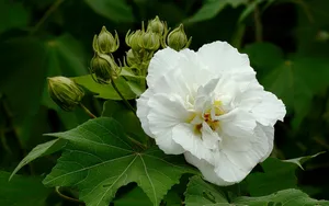芙蓉花图片大全大图_11