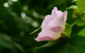 芙蓉花图片大全大图_12