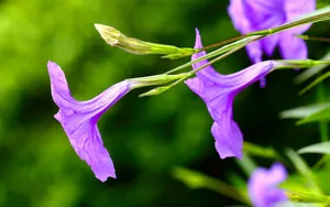 翠芦莉花图片_1