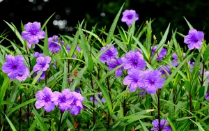 翠芦莉花图片_2