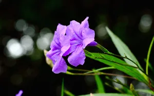 翠芦莉花图片_4