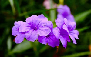 翠芦莉花图片_5