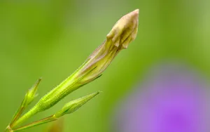 翠芦莉花图片_6