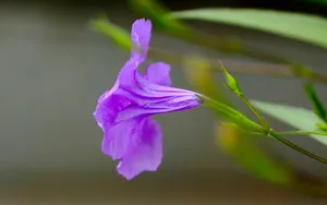 翠芦莉花图片_7