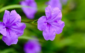 翠芦莉花图片_8