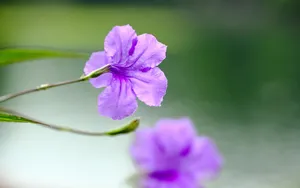翠芦莉花图片_9