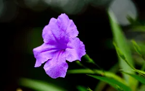 翠芦莉花图片_10