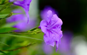 翠芦莉花图片_11