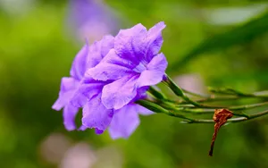翠芦莉花图片_12