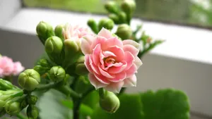 长寿花图片大全_2