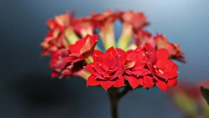 长寿花图片大全_3