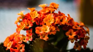 长寿花图片大全_5