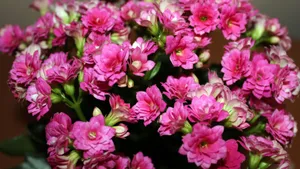 长寿花图片大全_6