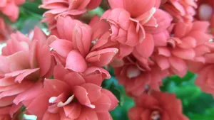 长寿花图片大全_7