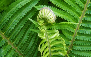 绿色蕨类植物图片_2