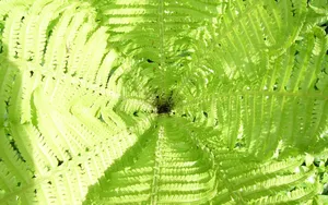 绿色蕨类植物图片_3